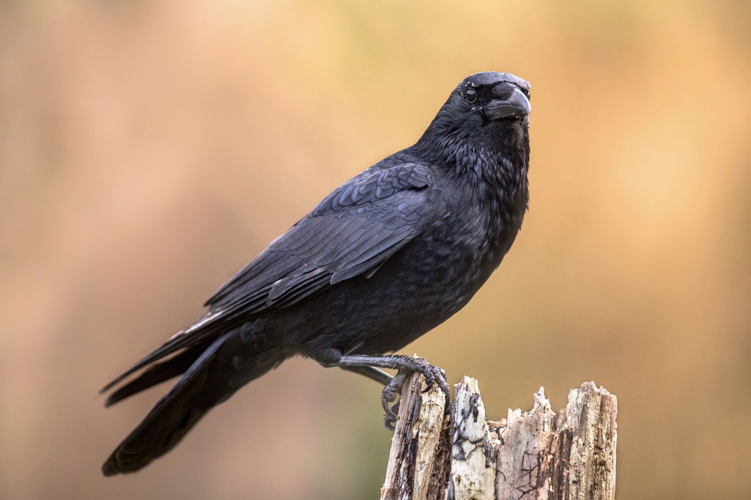 Can You Have a Pet Crow in the UK?