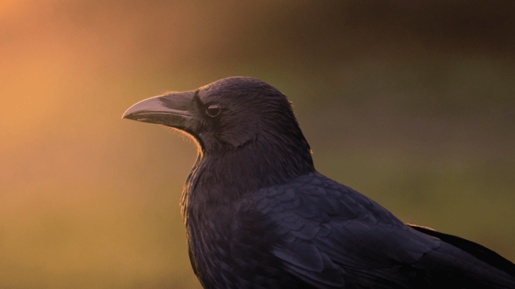 Guidelines for Keeping Crows as Pets in the UK