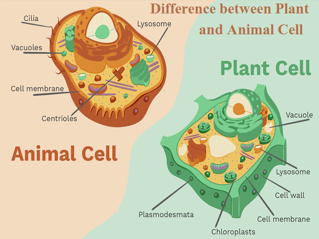 Difference Between Red Blood Cells and Plant Cells