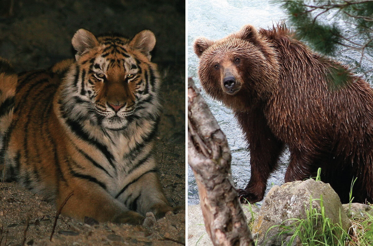 Siberian Tiger vs Kodiak Bear