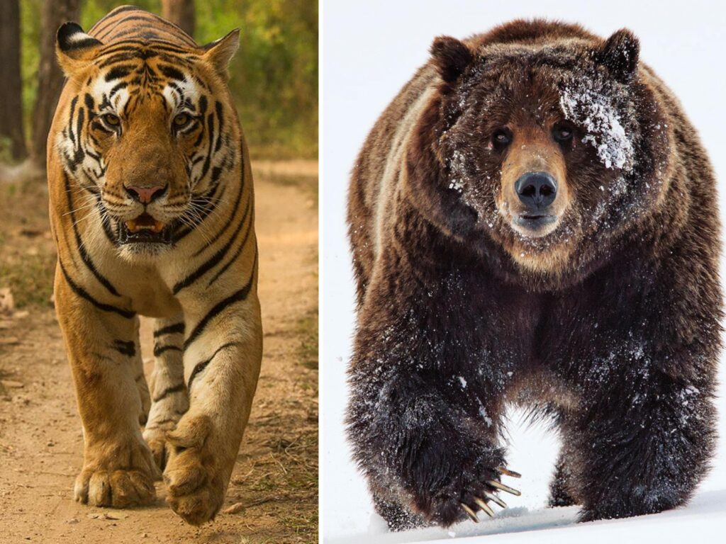 How are tigers and bears different physically
