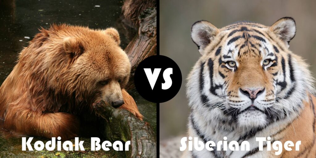 How does bear size affect the fight