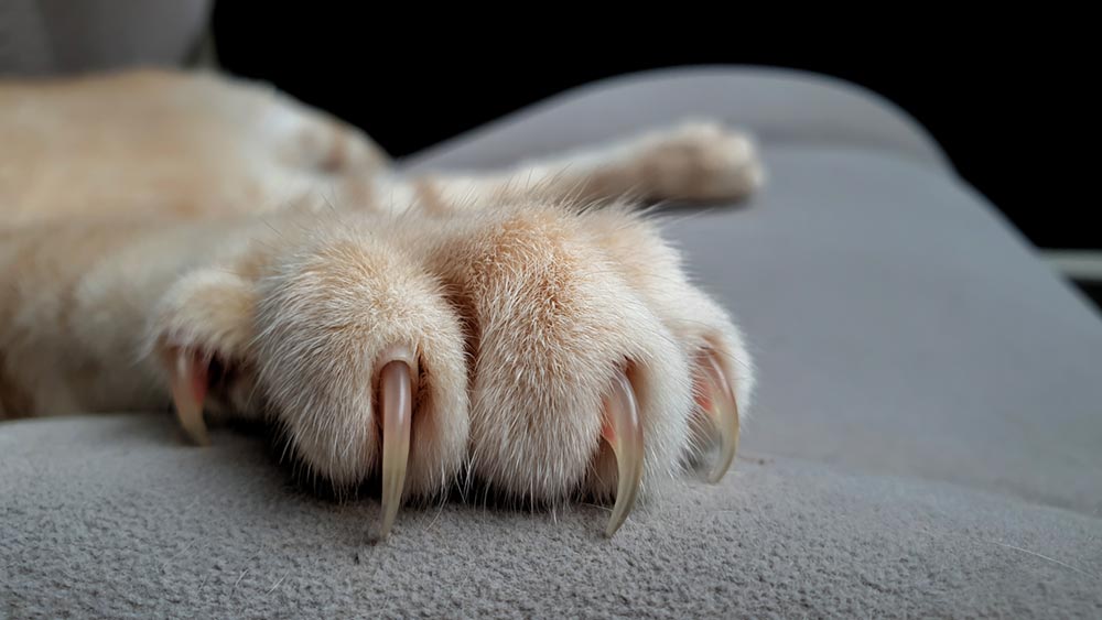 What Happens If You Don't Trim Your Cat's Nails