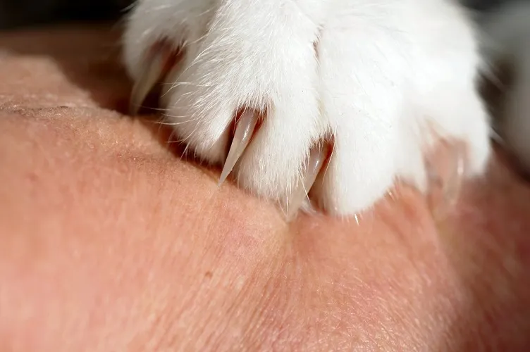 Role of Nail Growth in Cat’s Life