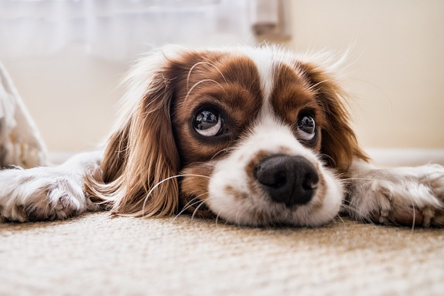 When to Feed Your Dog After Deworming